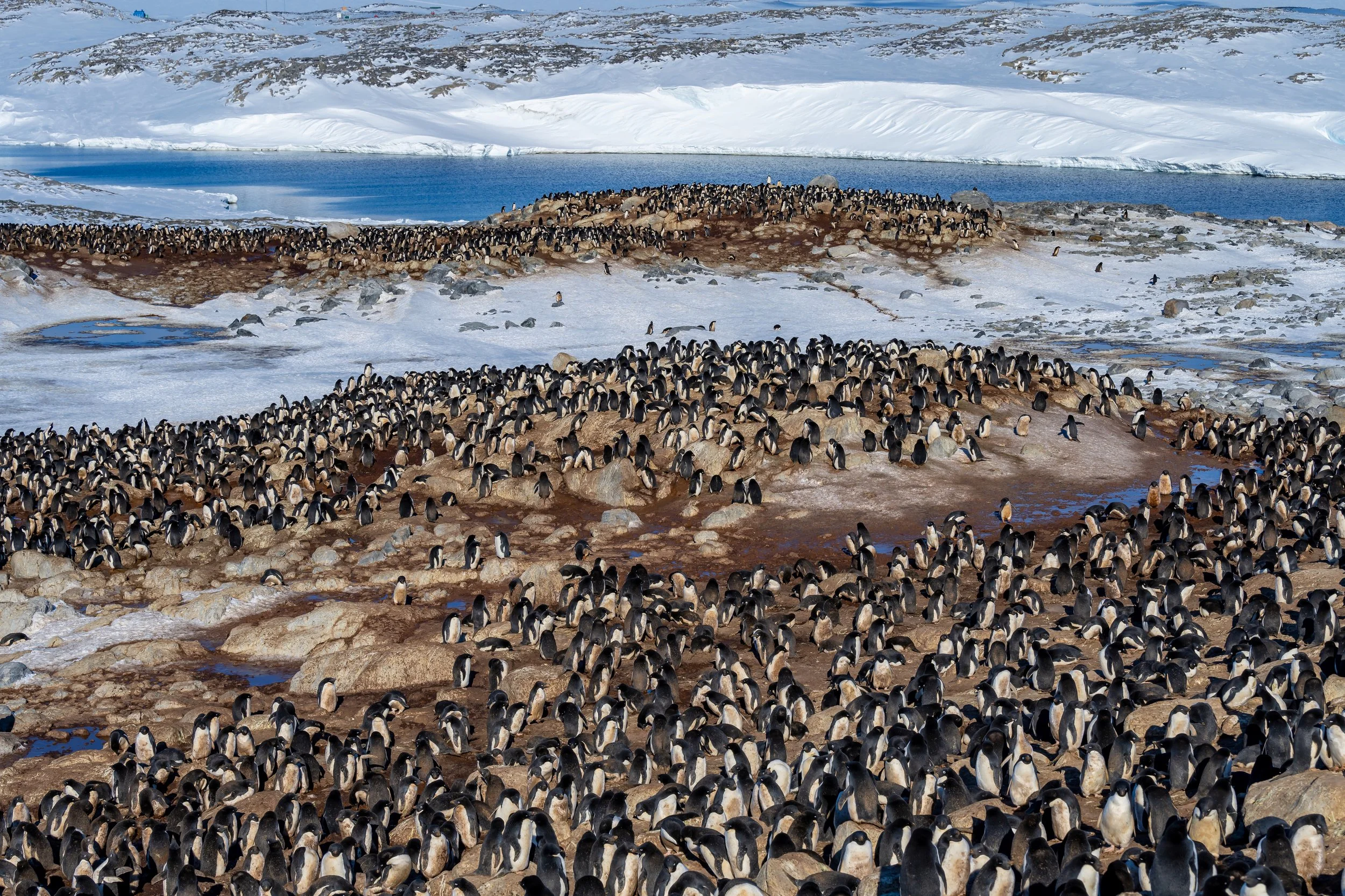 C615 - 3rd of November 2022 8:07 pm - Adélie penguin colony  on Shirley Island