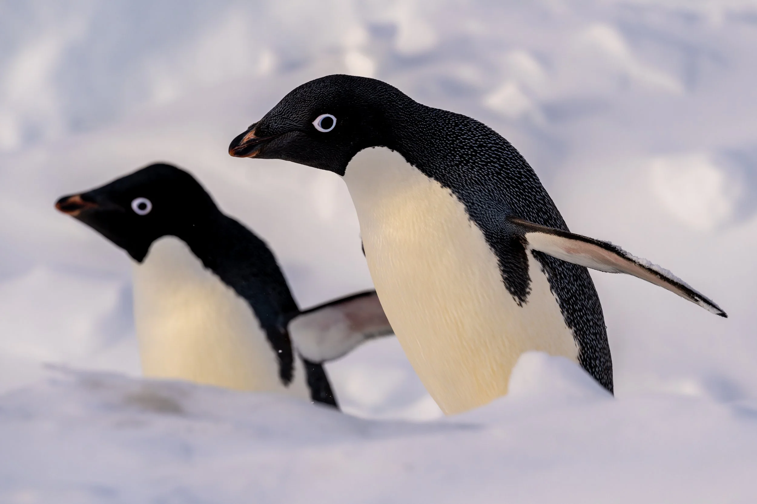 C618 - 15th of November 9:12 pm - Adélie penguins in front of Station