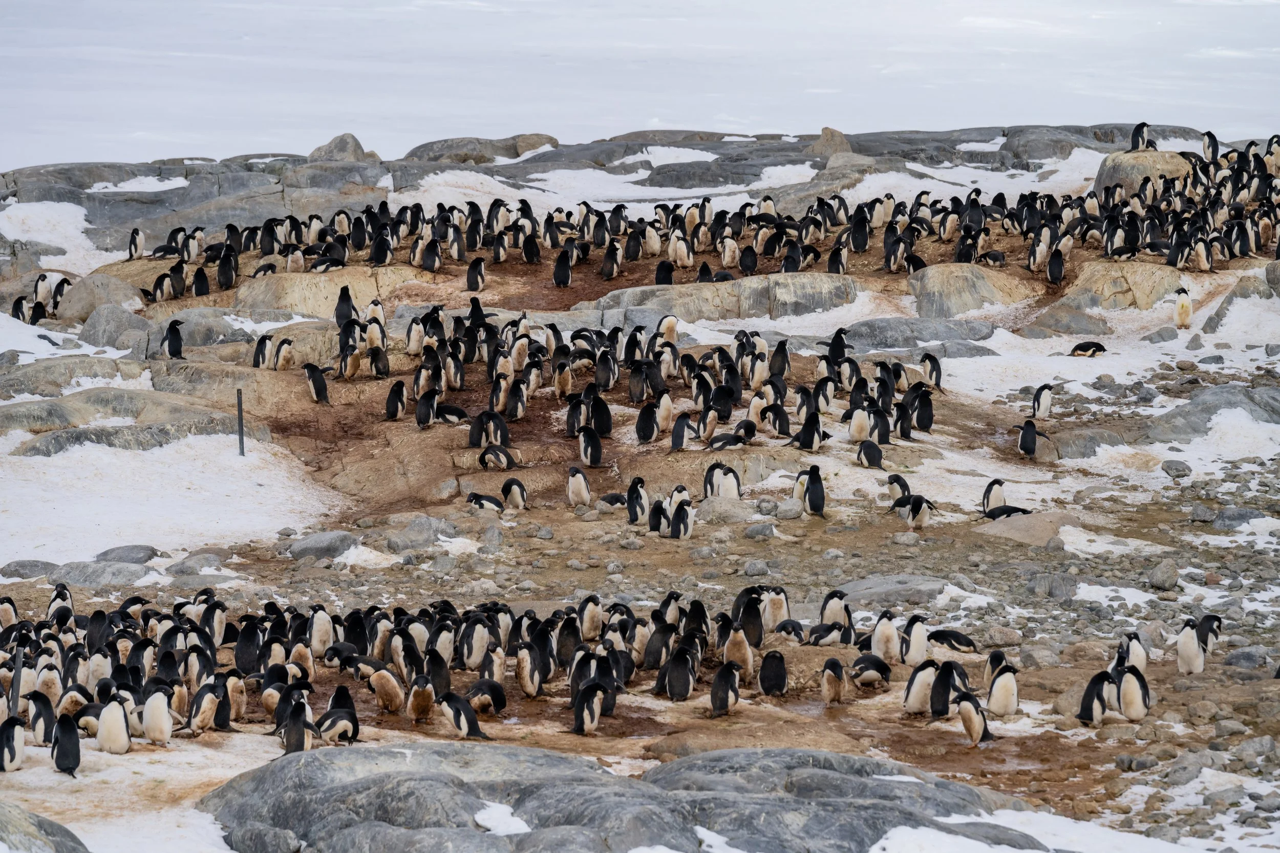 C622 - 3rd of November 2022 6:34 pm - Adélie penguin colony  on Shirley Island
