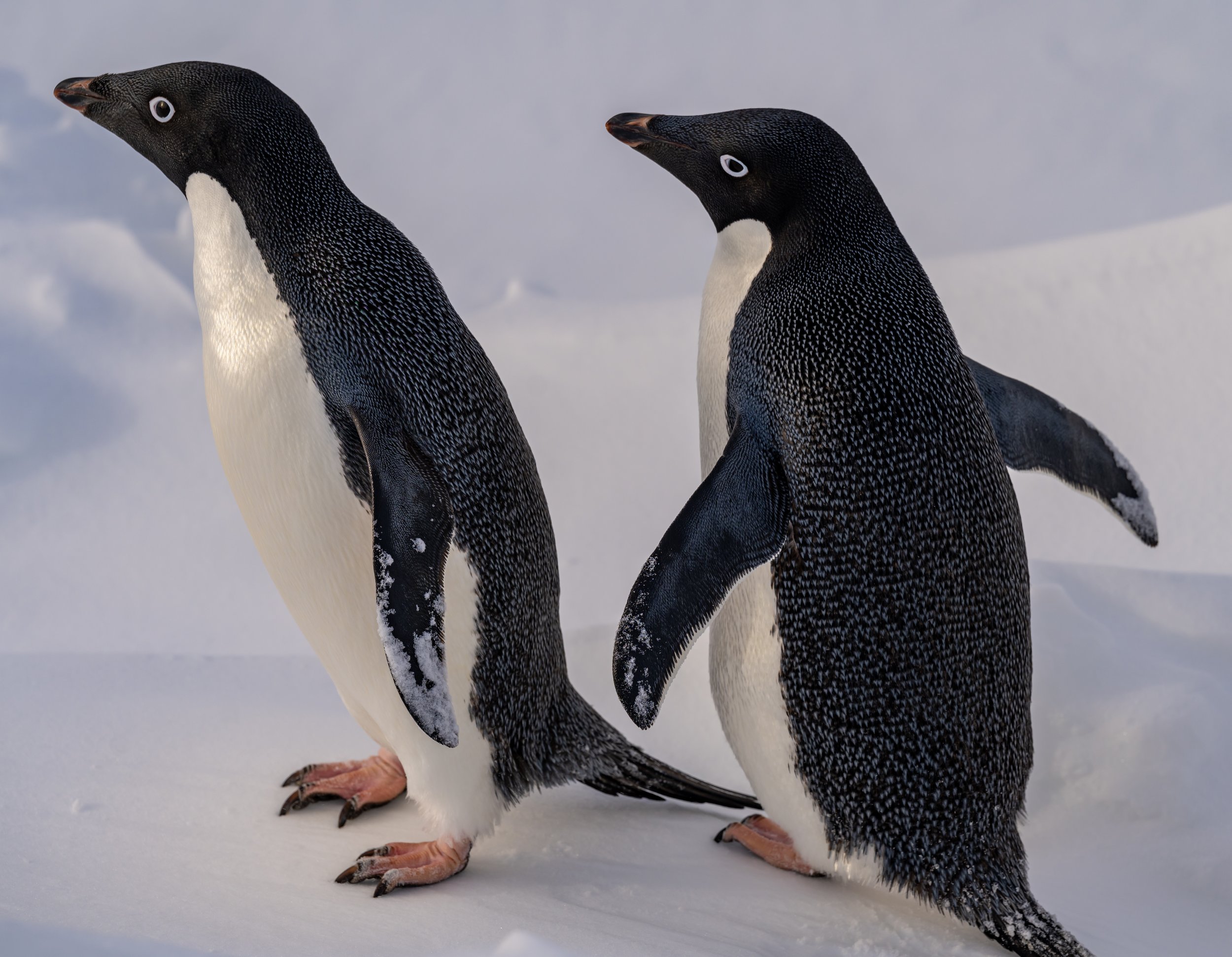 C627 - 15th of November 9:12 pm - Adélie penguins in front of Station