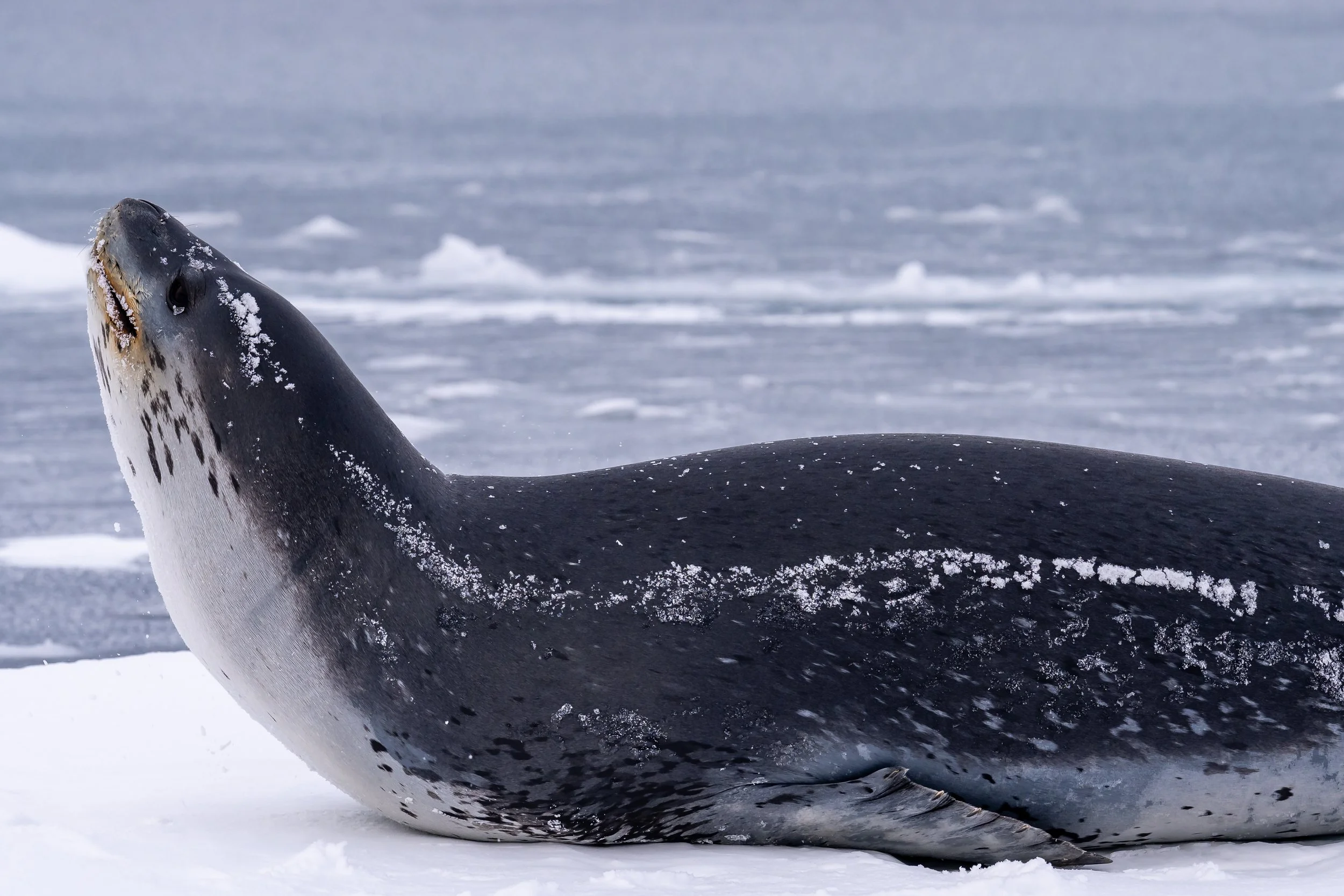 C632 - 3rd of November 2022 7:34 pm - Leopard seal  on Shirley Island
