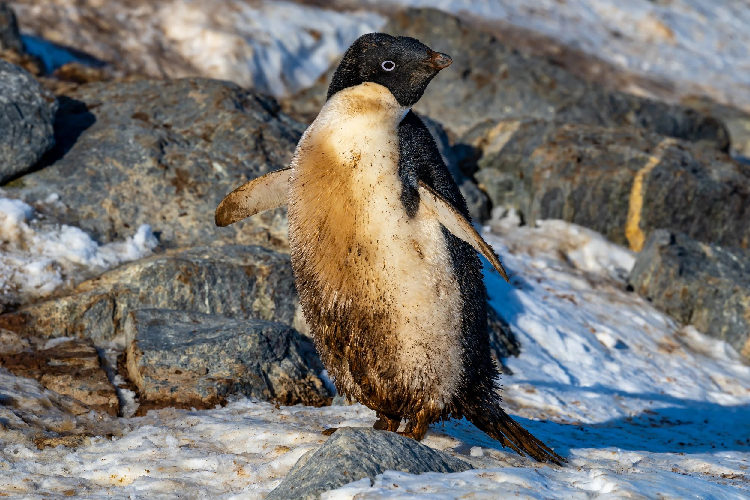 C633 - 3rd of November 2022 8:34 pm - Getting dirty in a Adélie penguin colony  on Shirley Island