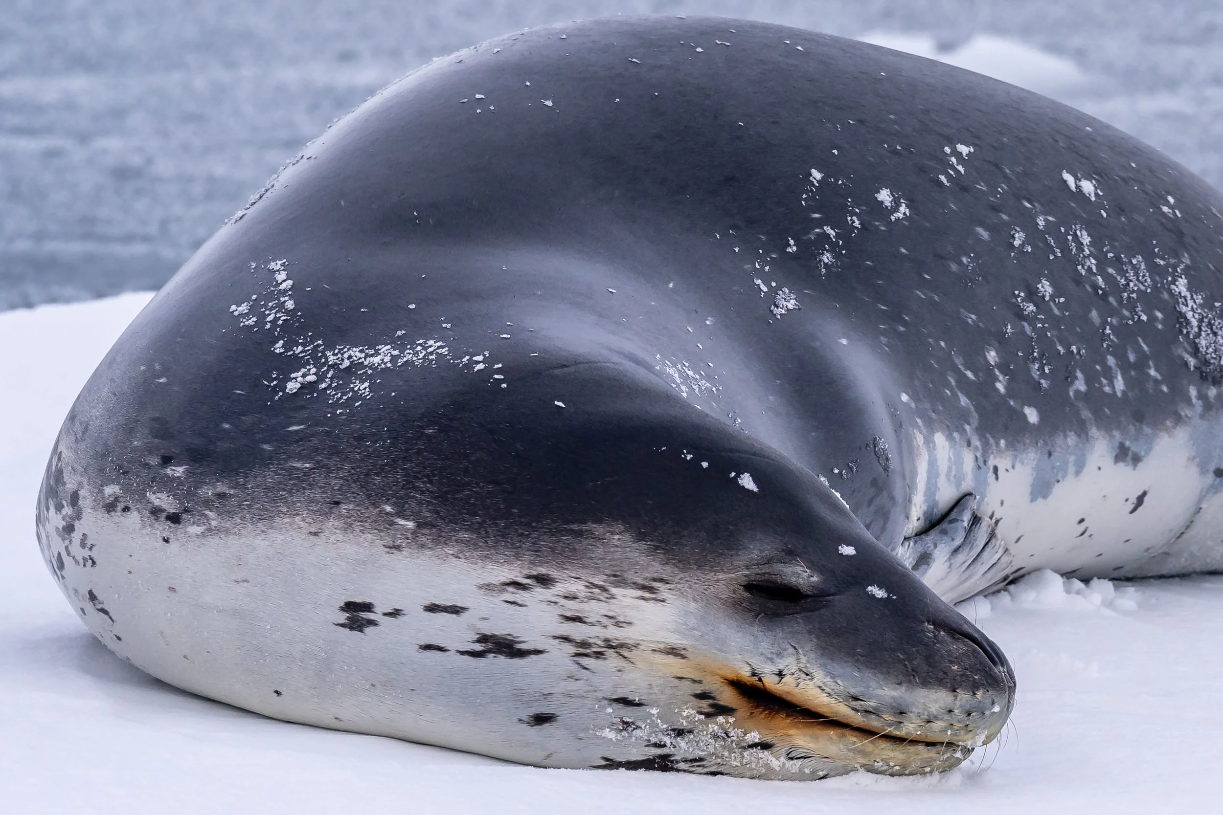 C641 - 3rd of November 2022 7:39 pm - Leopard seal  on Shirley Island