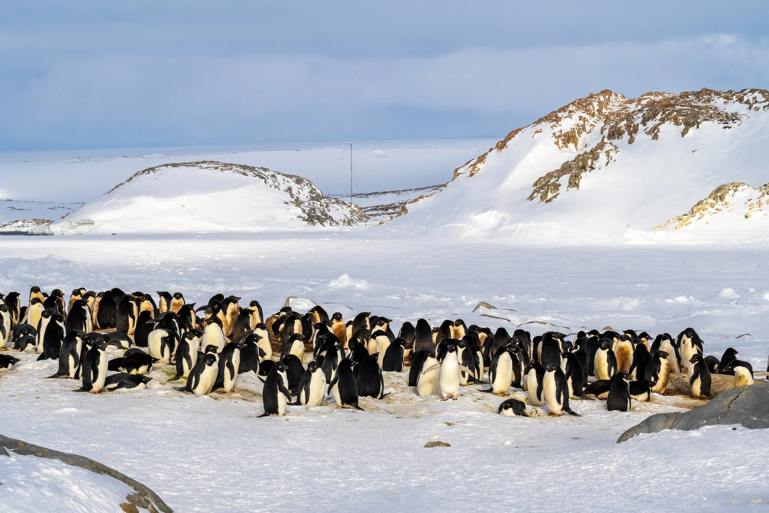 C651 - 3rd of November 2022 9:27 pm - Adélie penguin colony  on Shirley Island with Reeves Hill and Budnick Hill in the background