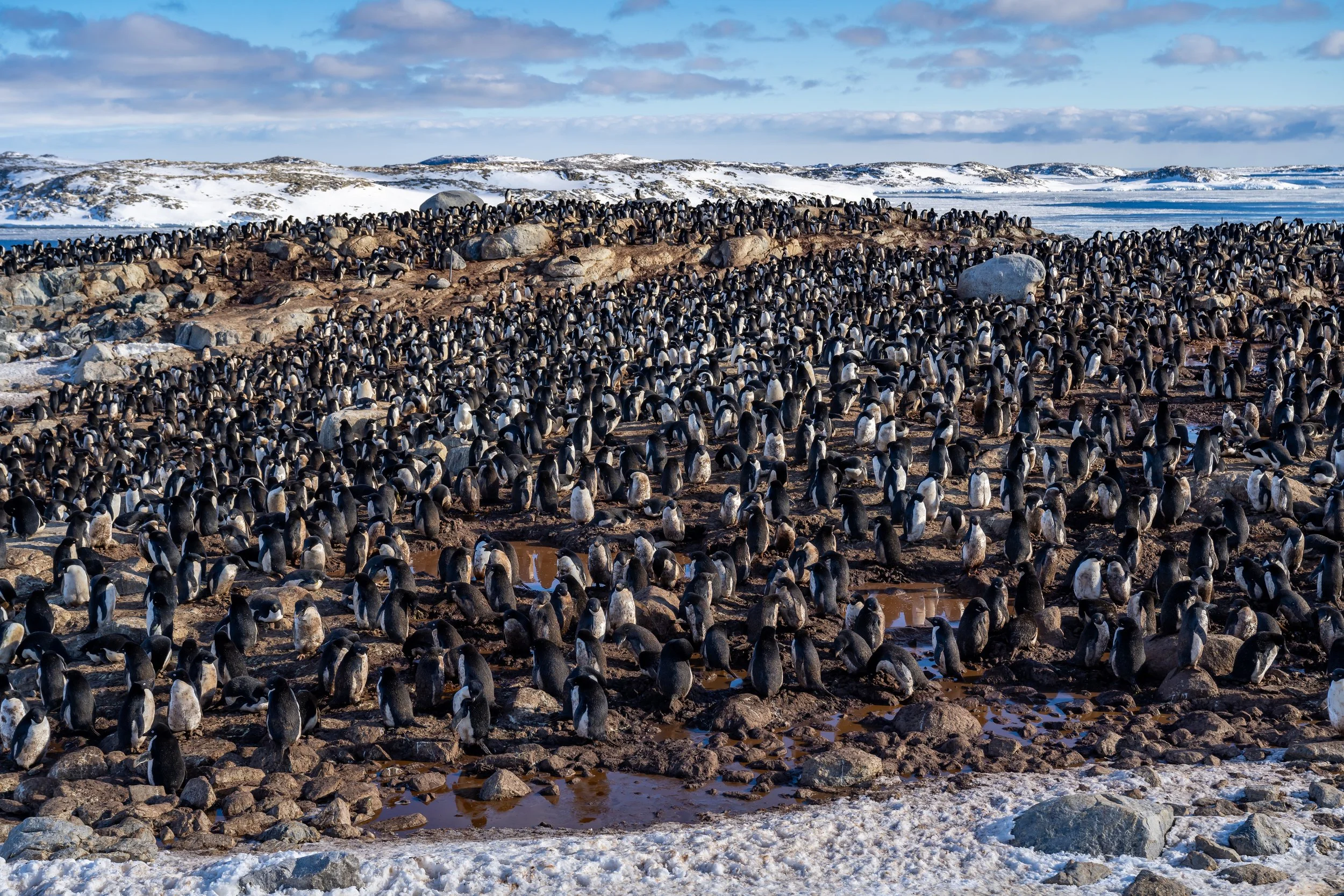 C658 - 3rd of November 2022 7:51 pm - Adélie penguin colony  on Shirley Island
