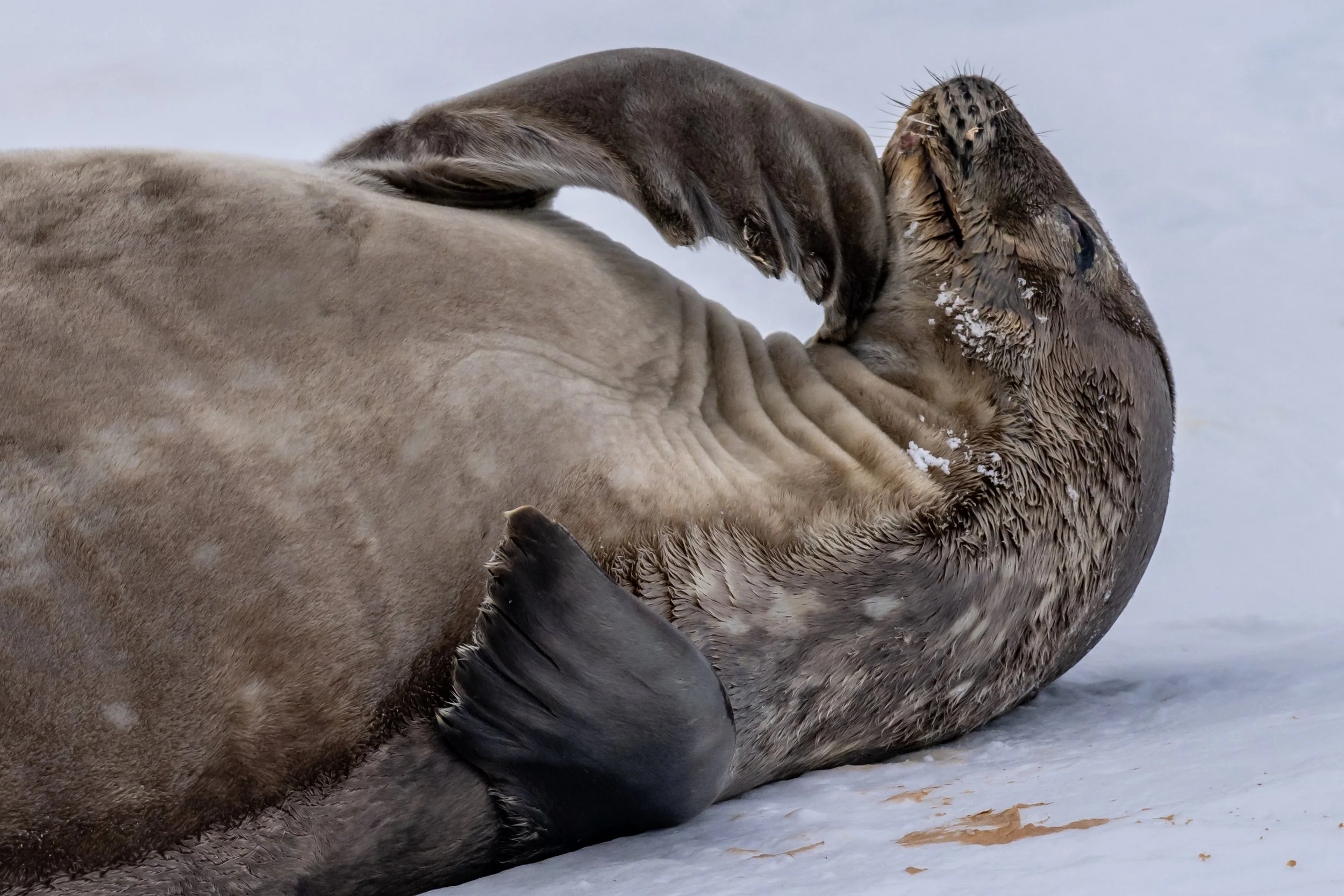 C665 - 3rd of November 2022 7:28 pm - Weddell Seal on Shirley Island