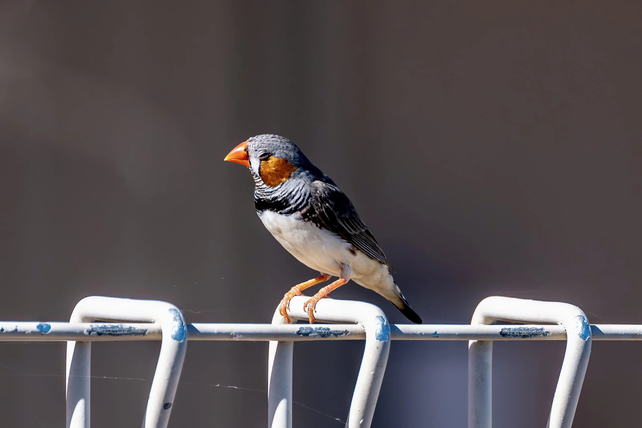 G019- 29th of December 2024 07:45 - Zebra finch on the pool fence