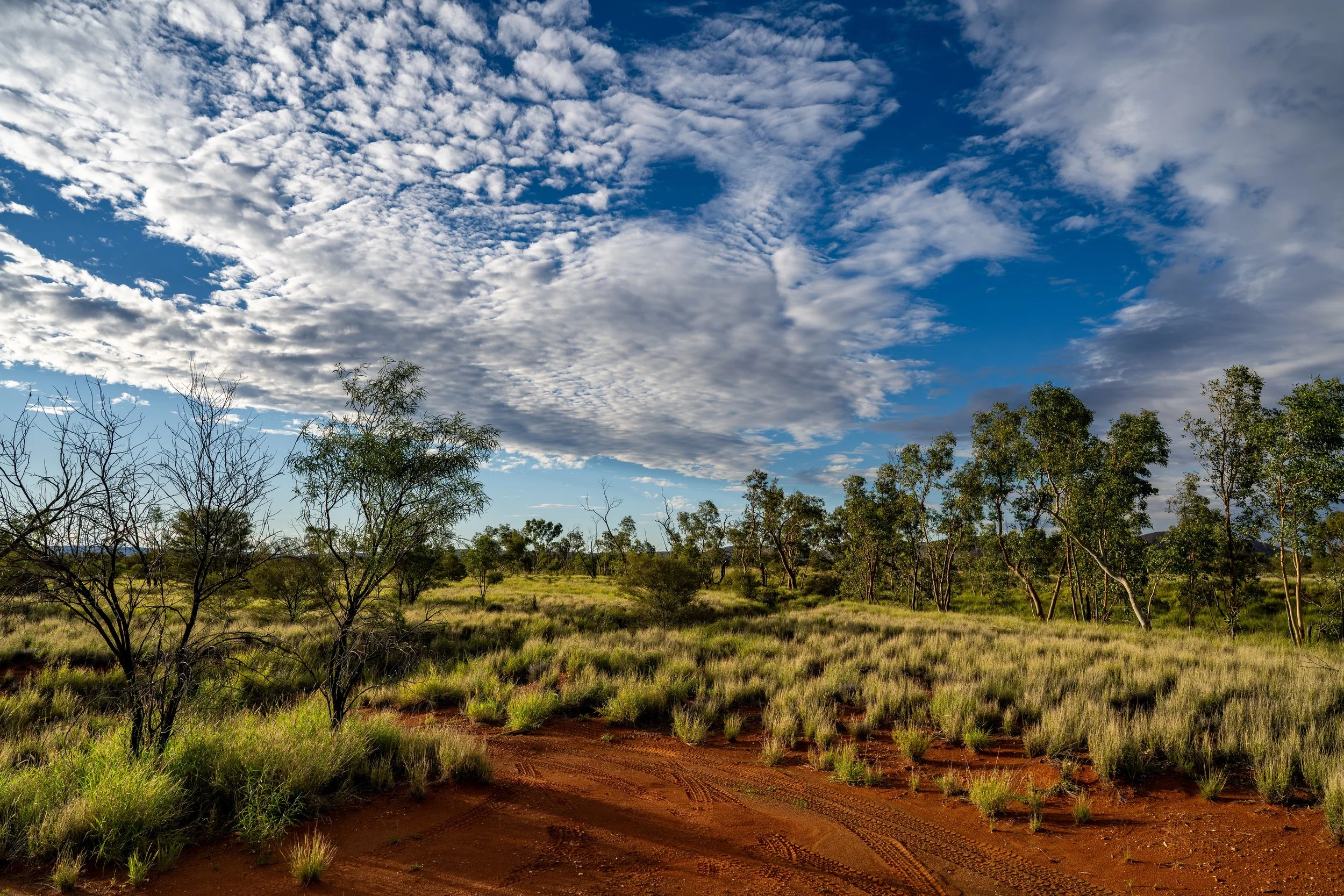 G041- 25th of November 2024 18:01 - View to the west from the Giles Bore which (2km north of the station)
