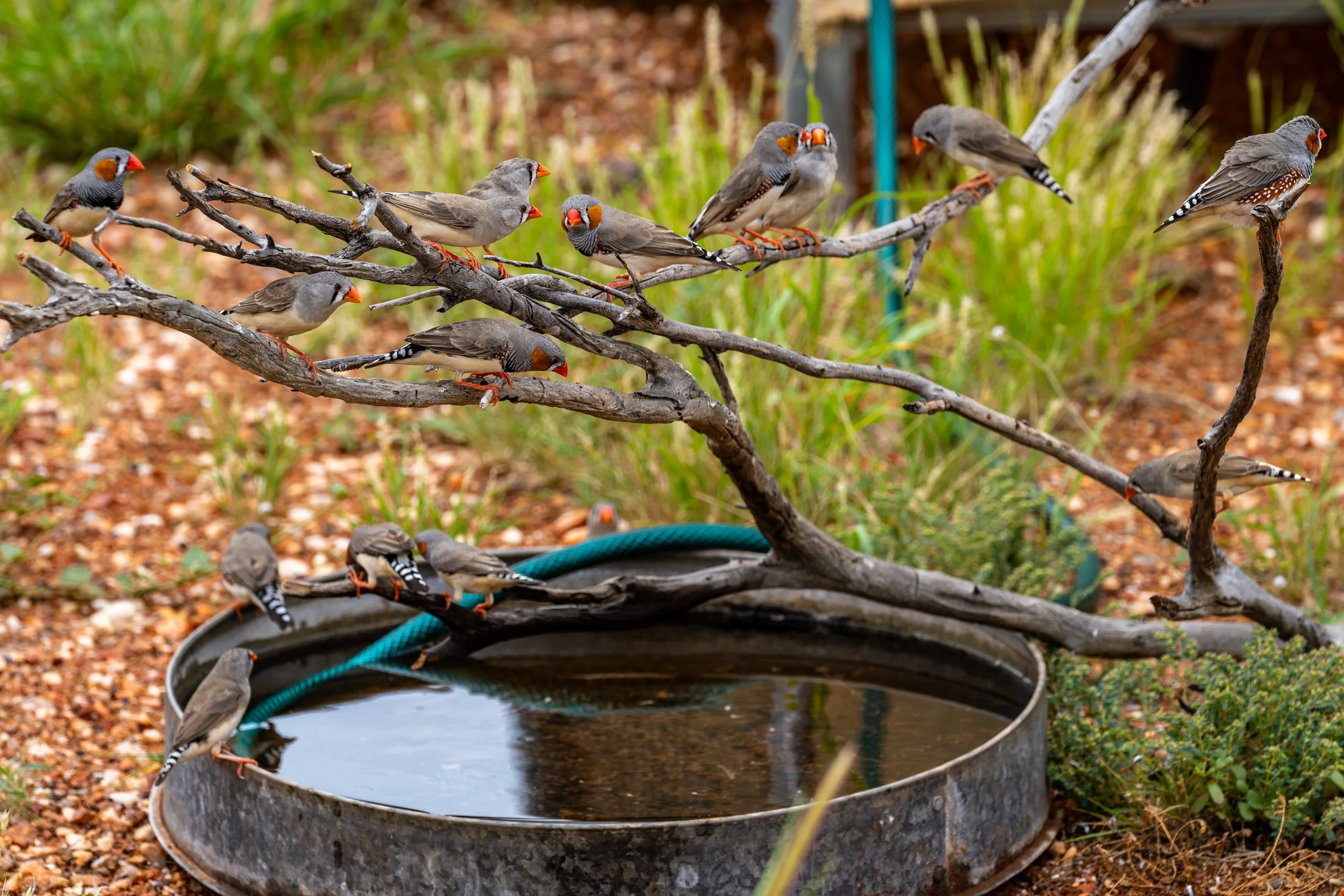 G054- 15th of December 2024 09:26 - Zebra finches at the at the 'watering hole' near the RBL (Remote Balloon Launcher) at Giles.
