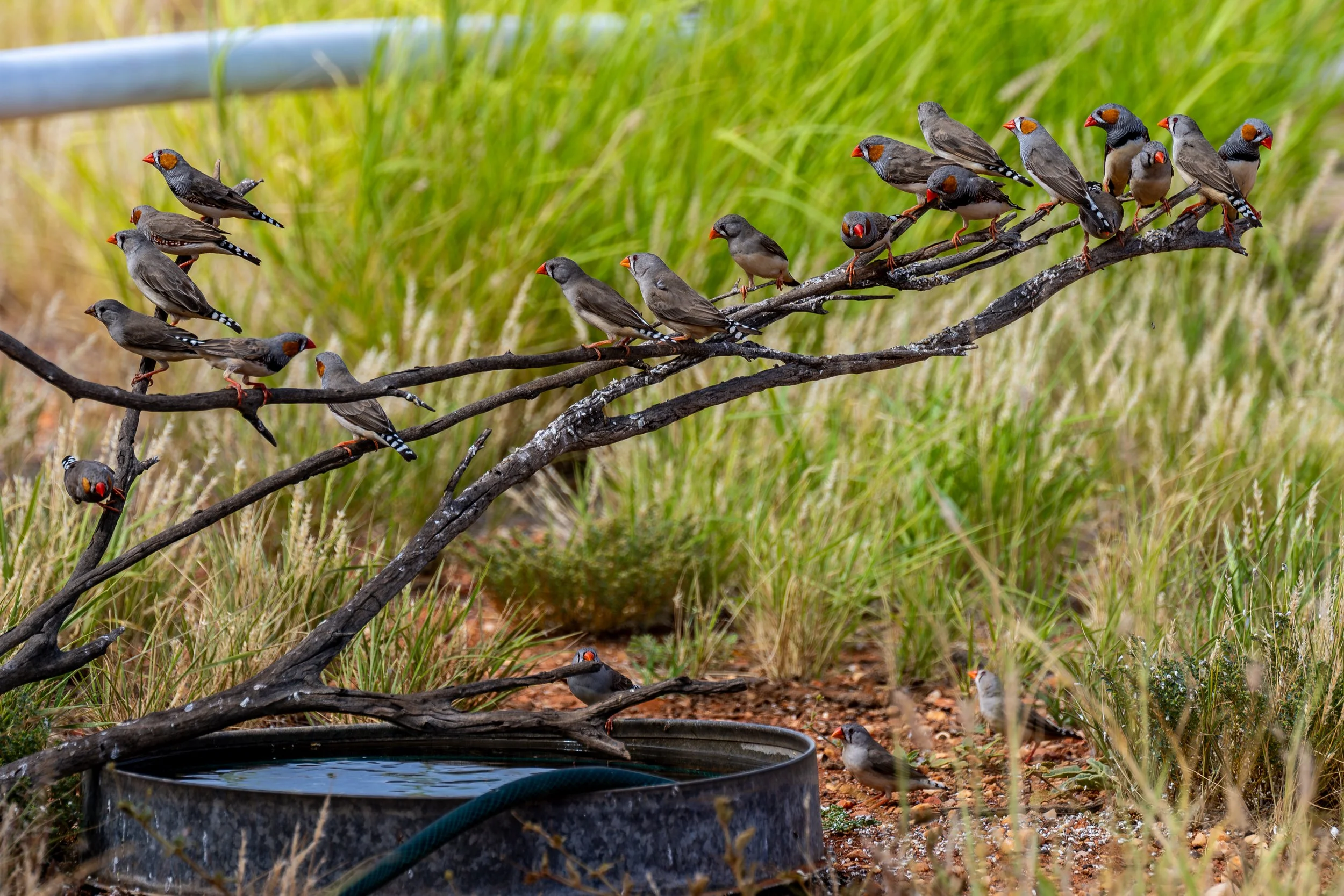 G103 - 7th of January  2025 08:26 - Zebra finches taking advantage of the upturned dustbin lid filled with water in the extremely hot weather.
