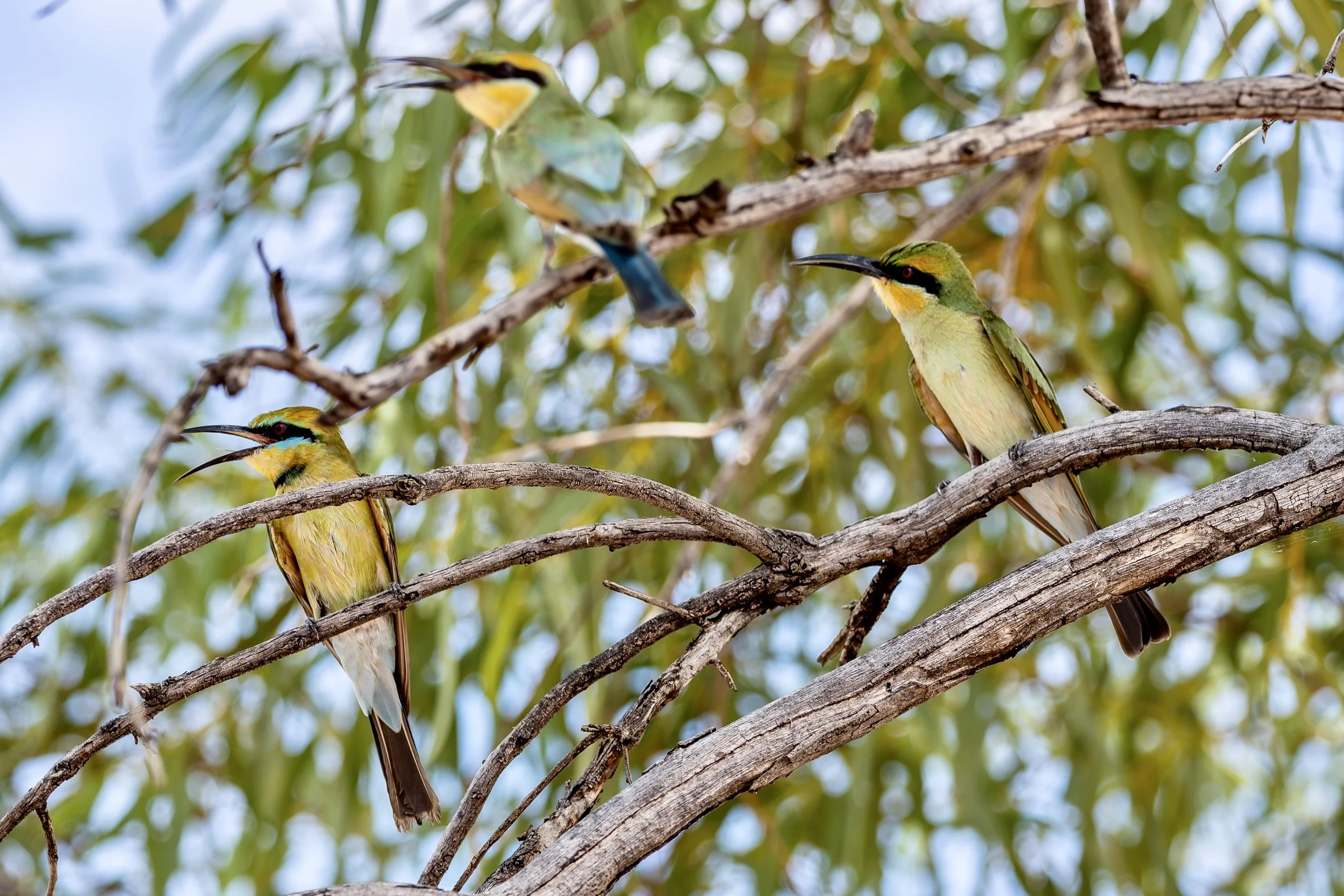  G110 -23rd of January  2025 14:04 - Rainbow bee-eaters in branches over the swimming pool