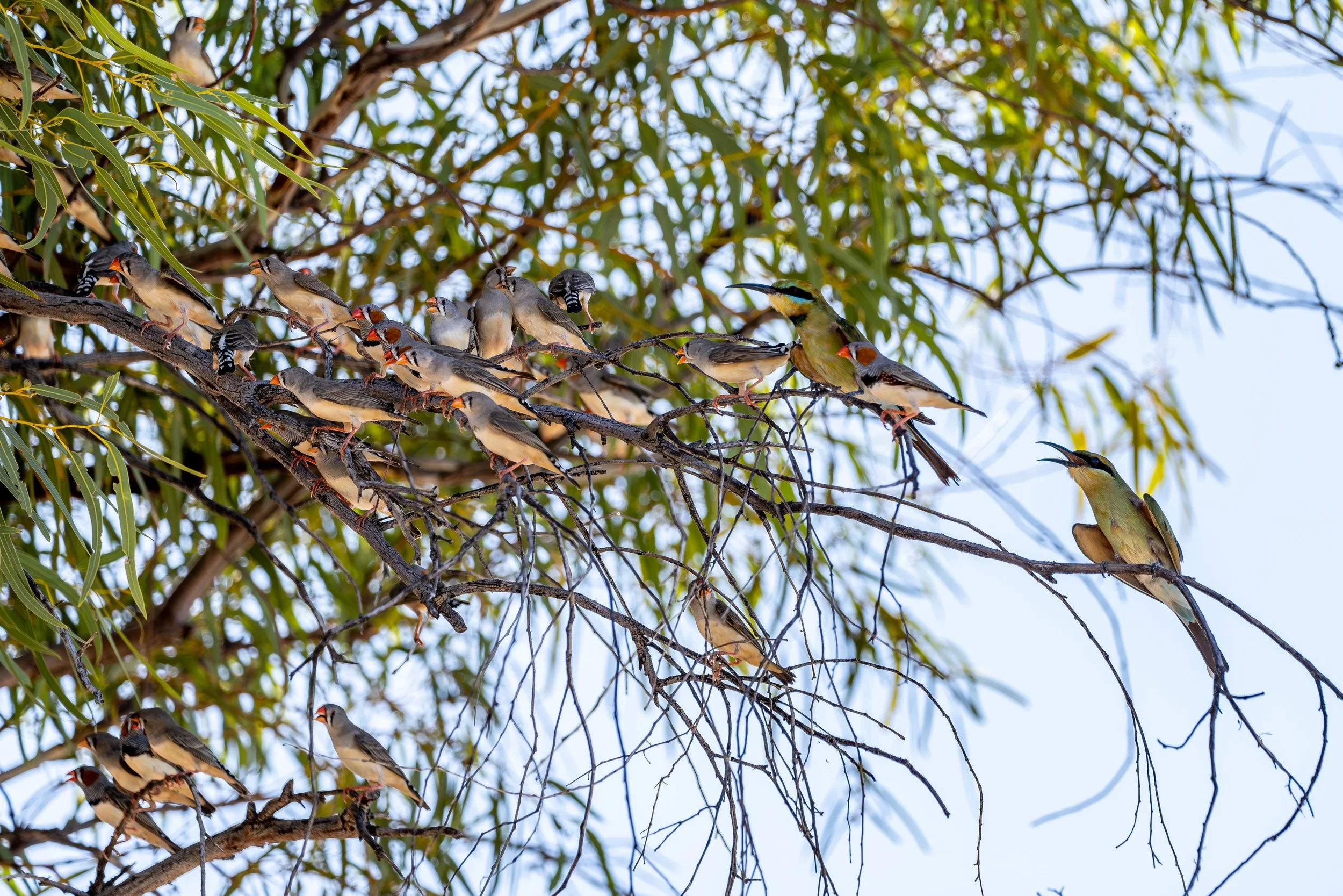 G112 -23rd of January  2025 14:04 - Rainbow bee-eaters and Zebra finches in branches over the swimming pool