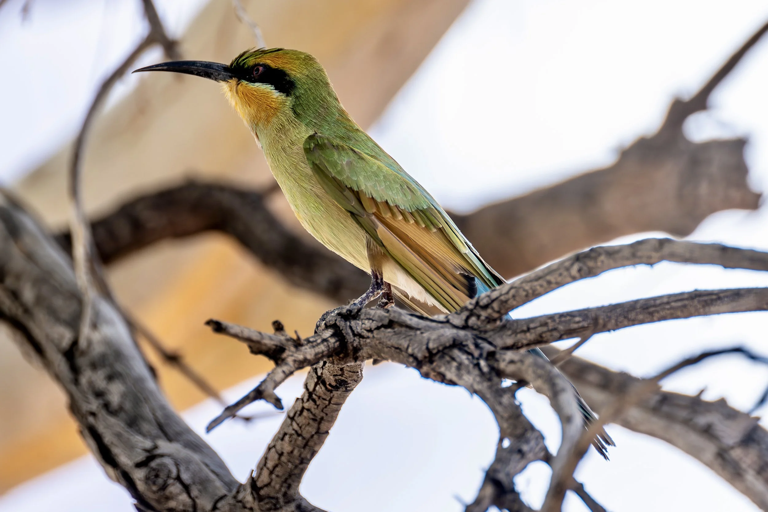 G134 -23rd of January  2025 14:05 - Rainbow bee-eater in branches over the swimming pool