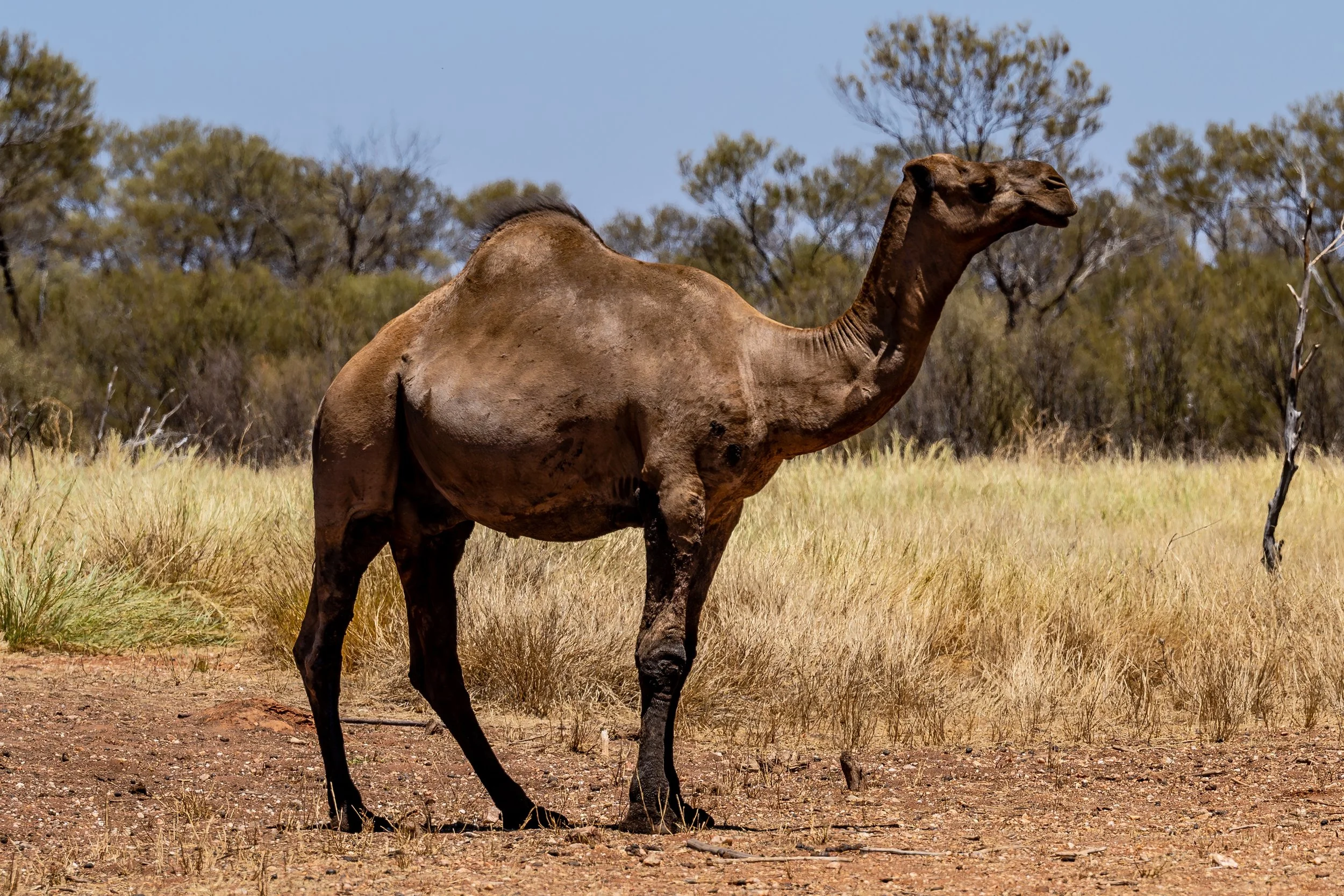 G141 -3rd of February  2025 10:48 - Wild camels at the "Camel Bore' around 10km from Giles