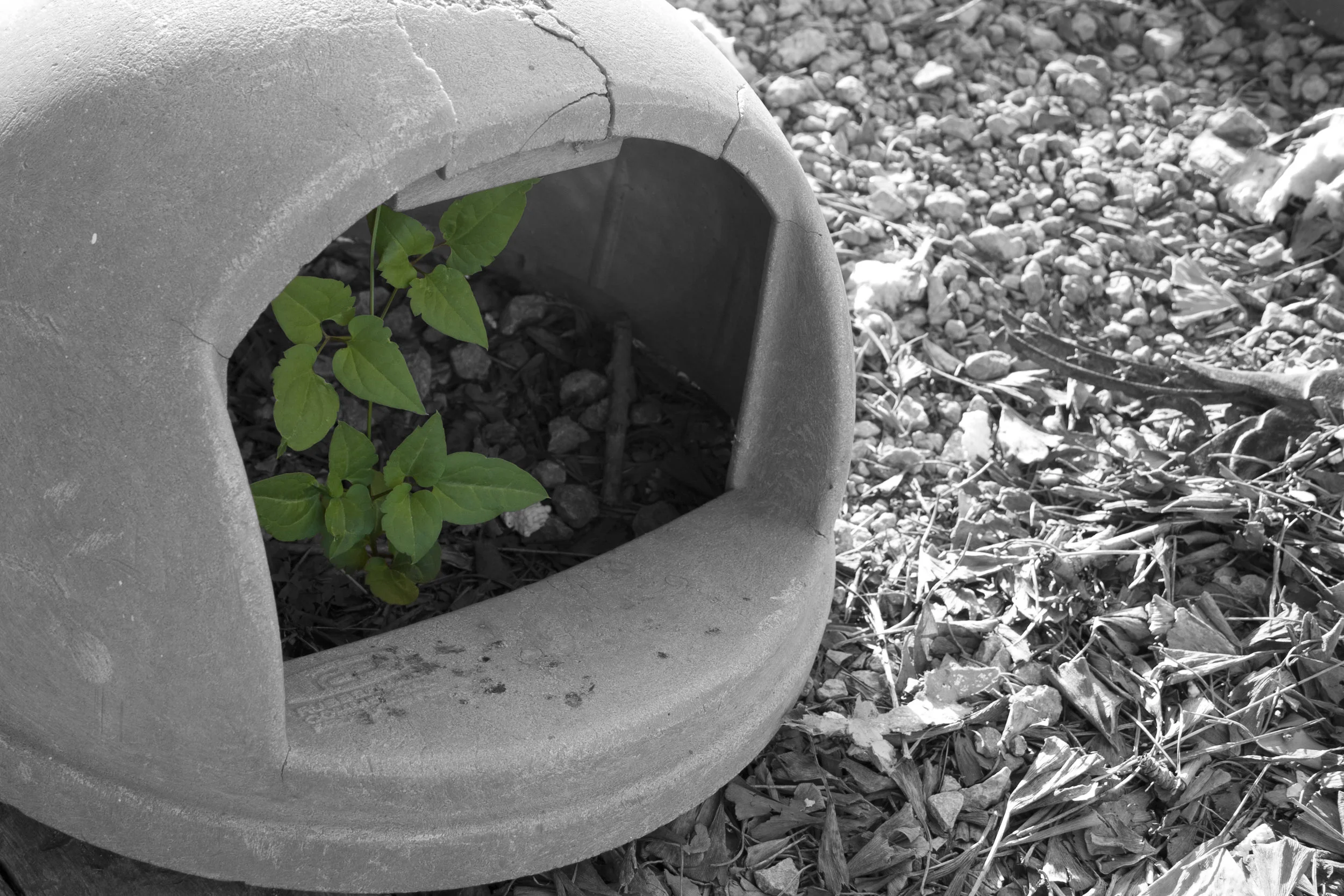 Poison Ivy