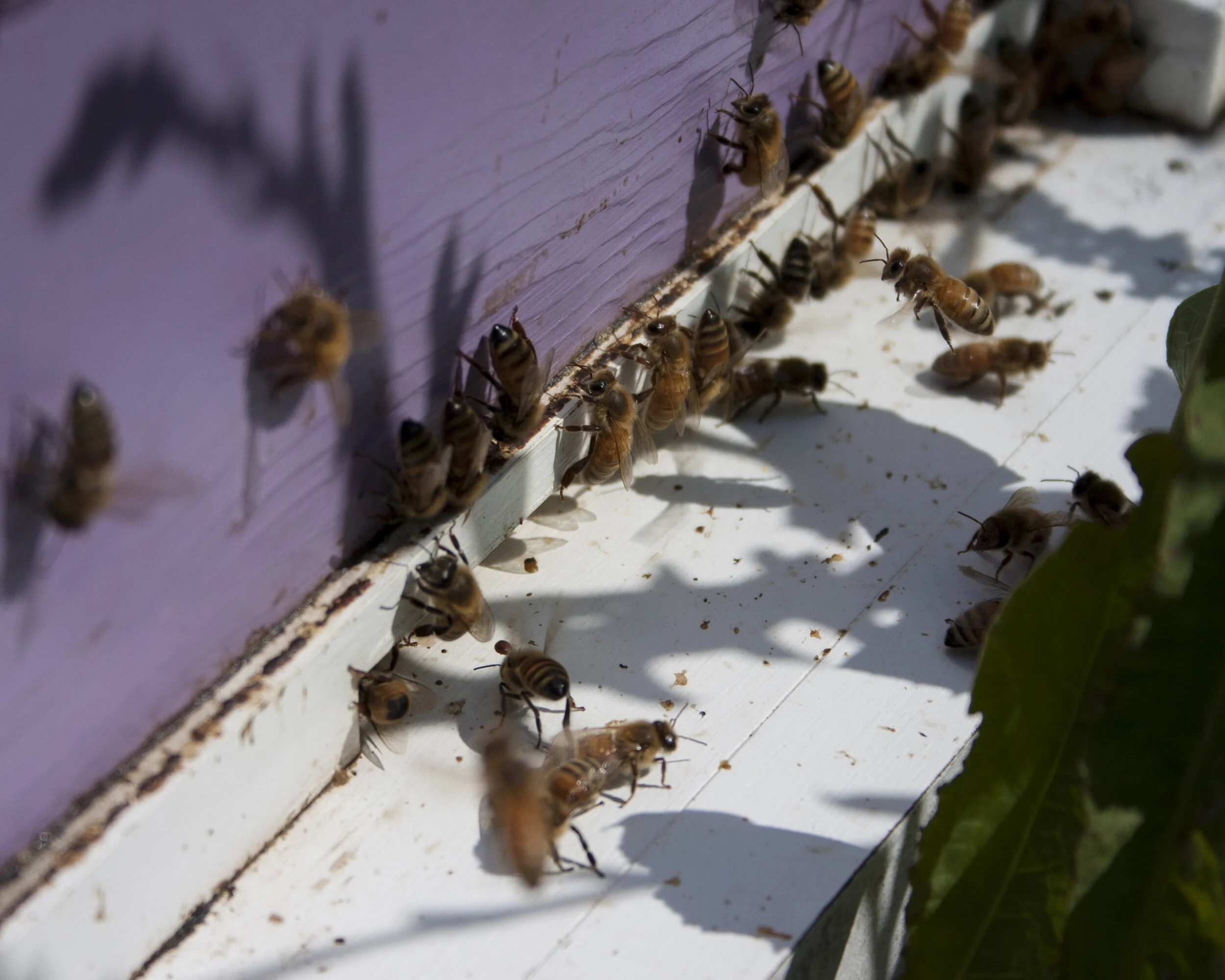 Purple Bee Door