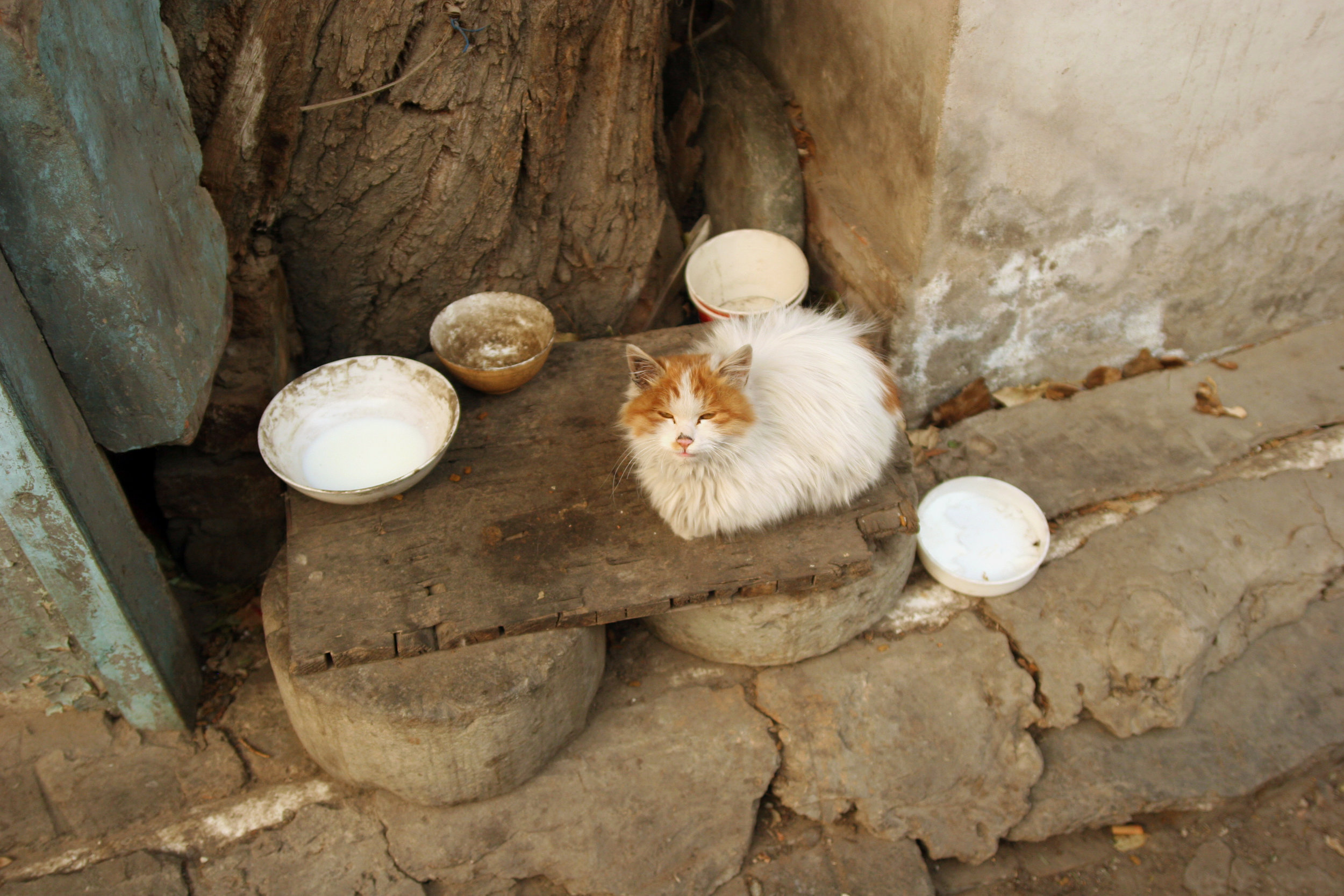 IMG_5452 (beijing)_edit.jpg