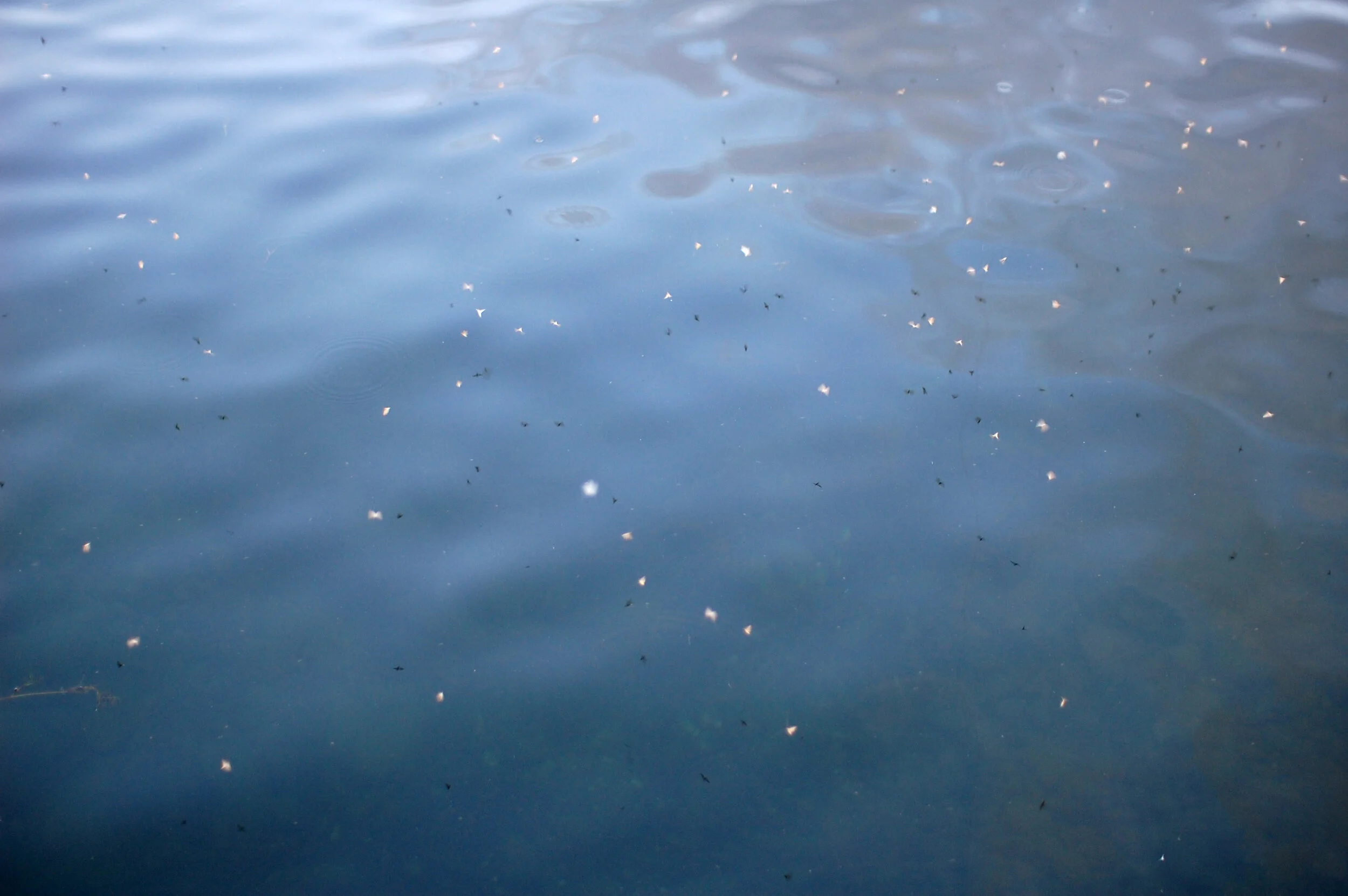 richland waters' bugs.jpg