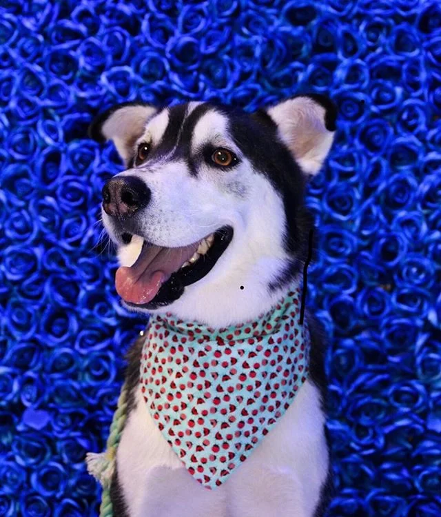 Smile coz it's Saturday! 🐾😎🐶⁠
📸@kaiba.katara⁠
&bull;⠀⁠
&bull;⠀⁠
&bull;⠀⁠
#dogfriendly #dogphotography #dog #dogevent #la #puppy #pup #cute #dogs_of_instagram #pet #petstagram #dogsitting #dogsofinstagram #ilovemydog #instagramdogs #dogstagram #do