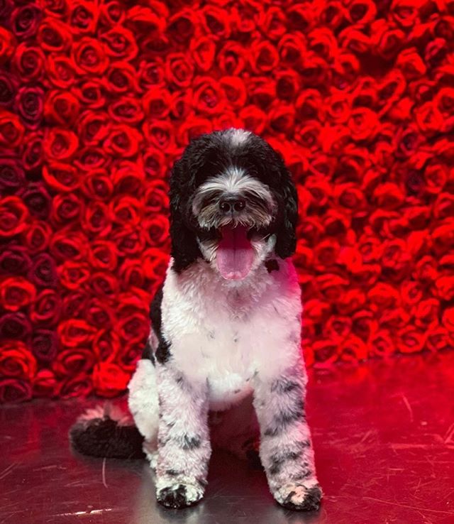 🌹Perfect ❤️#PAWTRAIT ! 🐶 @pilottakesoff⁠
&bull;⠀⁠
&bull;⠀⁠
&bull;⠀⁠
#dogfriendly #dogphotography #dog #dogevent #la #puppy #pup #cute #dogs_of_instagram #pet #petstagram #dogsitting #dogsofinstagram #ilovemydog #instagramdogs #dogstagram #dogofthed
