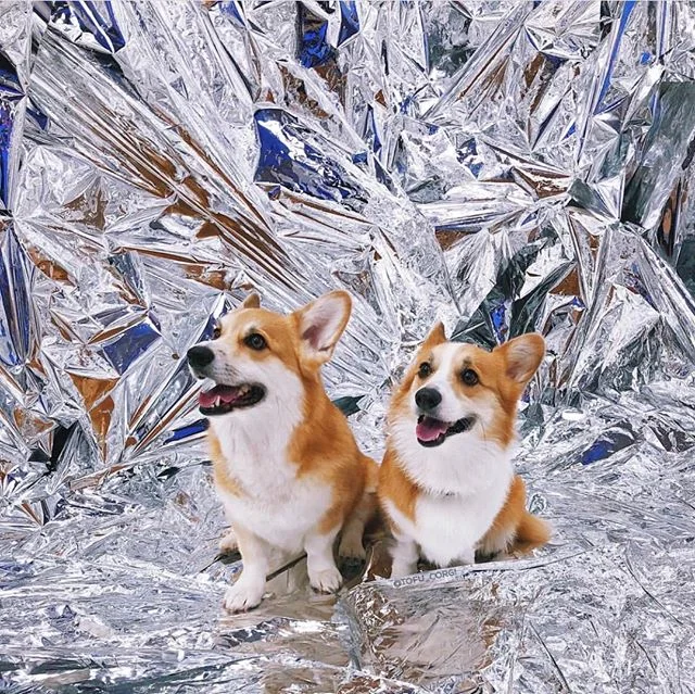 Still counting on how many #CORGIS had came to visit #PARTYWITH! 😍😍😍 📸 @tofu_corgi @nuggie_corgi⁠
&bull;⠀⁠
&bull;⠀⁠
&bull;⠀⁠
#dogfriendly #dogphotography #dog #dogevent #la #puppy #pup #cute #dogs_of_instagram #pet #petstagram #dogsitting #dogsof