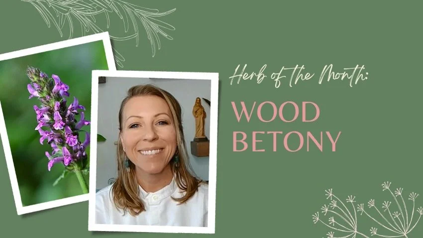 Herb of the Month: Wood Betony