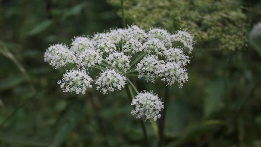 Why Am I Always Cold? A Vitalist Herbal Perspective