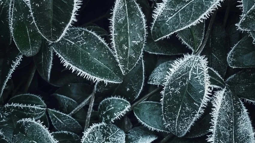 Winter Robustness: Staying Steady in Challenging Times