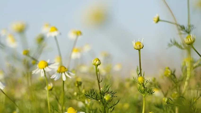 Five Core Herbs for Emotional Support in Times of Crisis