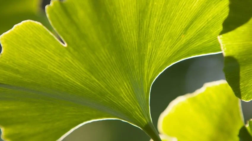 5 Herbs for Focus and Calm During Overwhelm