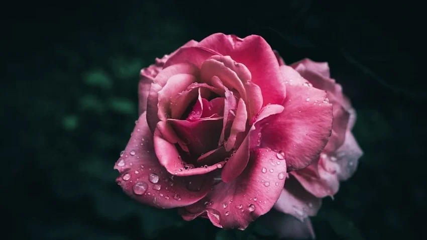 February Fatigue: Herbal Support for Mood and Energy