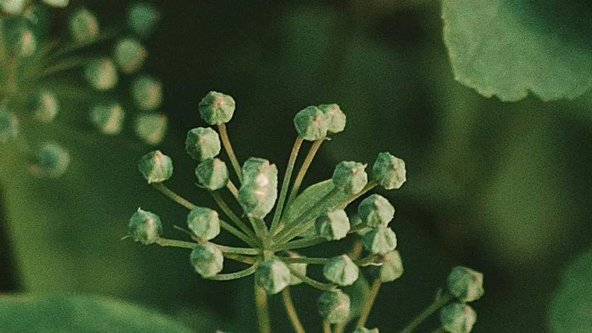 Why So Many of Us Struggle to Truly Learn Herbalism