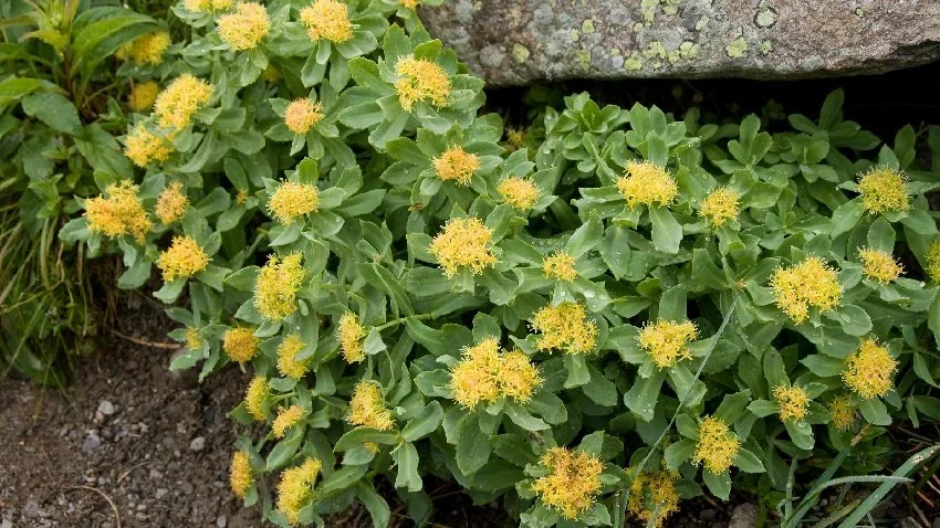 Herb of the Month: Rhodiola Rosea