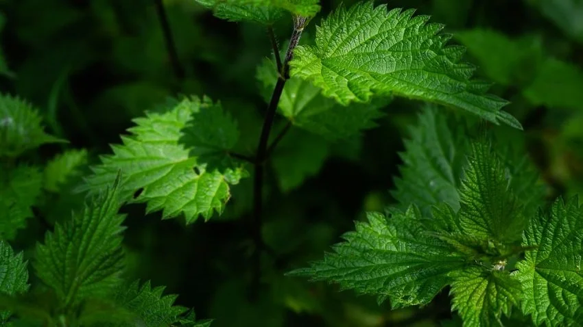 Spring Herbal Reset | Nettles, Peppermint and the Wood Element