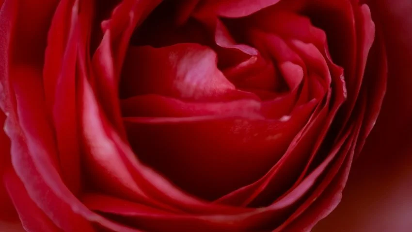 Healing Venus | Rose, Chamomile, Sage and Rue