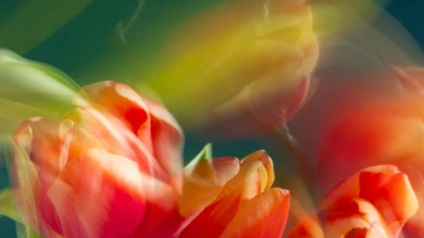 Spring is Speaking — 5 Ways to Engage with Nature Right Now