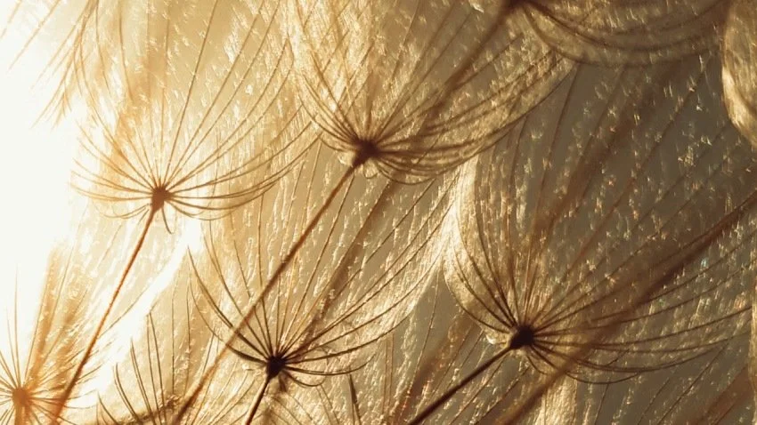 When You Are Ready to Start Over — Breakthrough With These 4 Spring Herbs