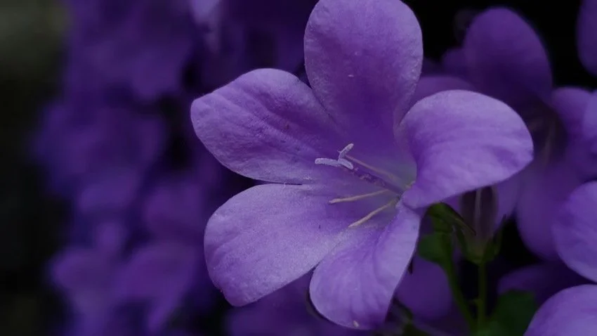 Which Spring Flower Are You? Find Your Seasonal Plant Ally