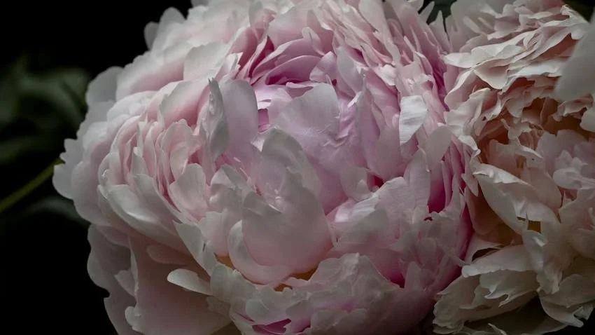 Venus in Aries — 4 Spring Herbs for Courage and Breakthrough