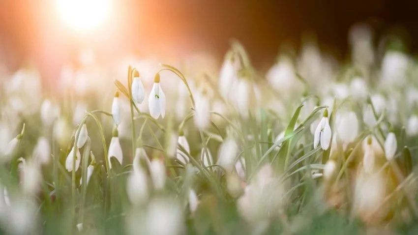 Why Spring is the Best Time to Heal Your Digestion and Metabolism