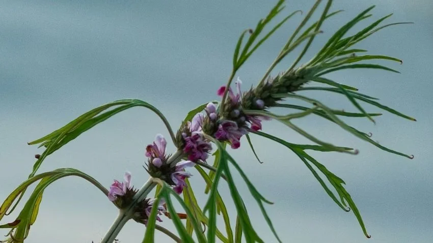 Herb of the Month: Motherwort