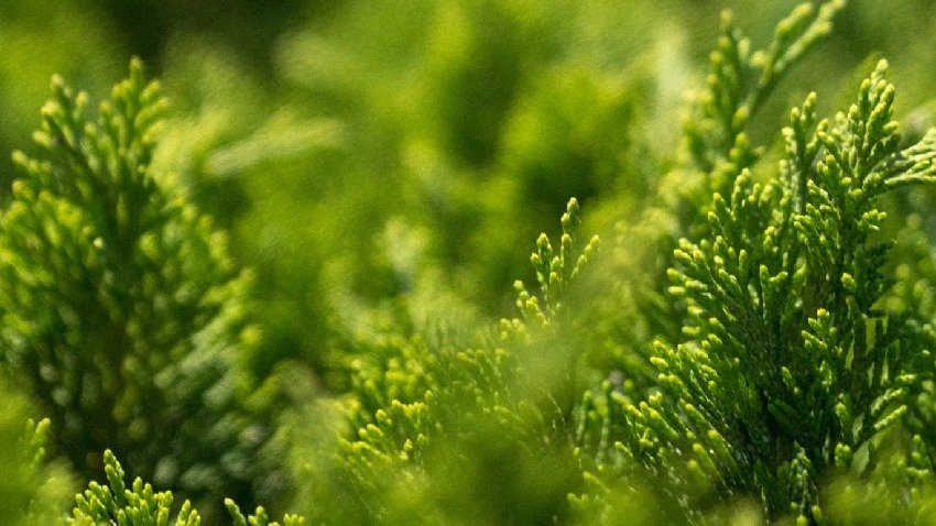 A Devotional Life in a Broken World — The Sting and the Nourishment