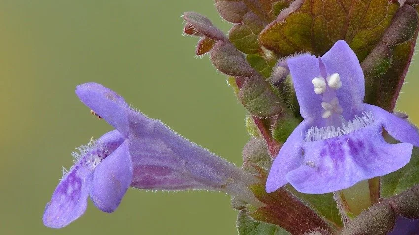 Herb of the Month — Creeping Charlie
