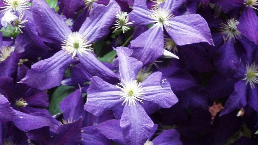 Clematis: You Are Not Here to Be Used | A Devotional Life in a Broken World