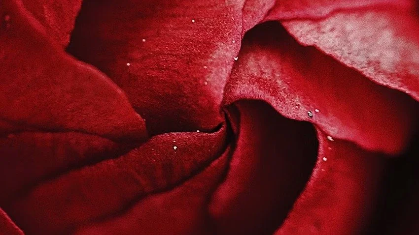 A Devotional Life in a Broken World: Faith and the Still Burning Rose