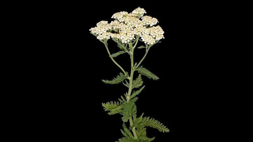 A Devotional Life in a Broken World: Yarrow &amp; Stitching It All Together