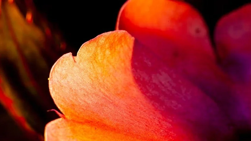 Savoring the End: The Quiet Labor of Letting Go