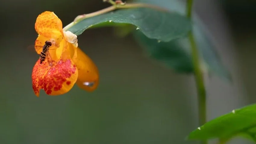 Herb of the Month: Jewelweed