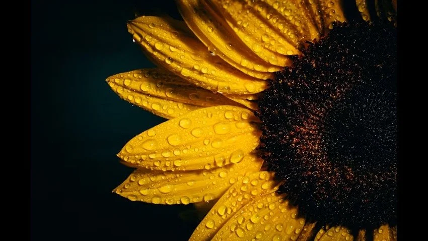Savoring the End: The Burden of Fullness