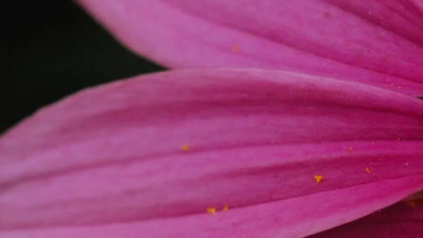 Savoring the End: Final Episode &amp; Leaving the Garden